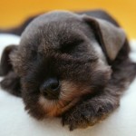 sleeping-puppy